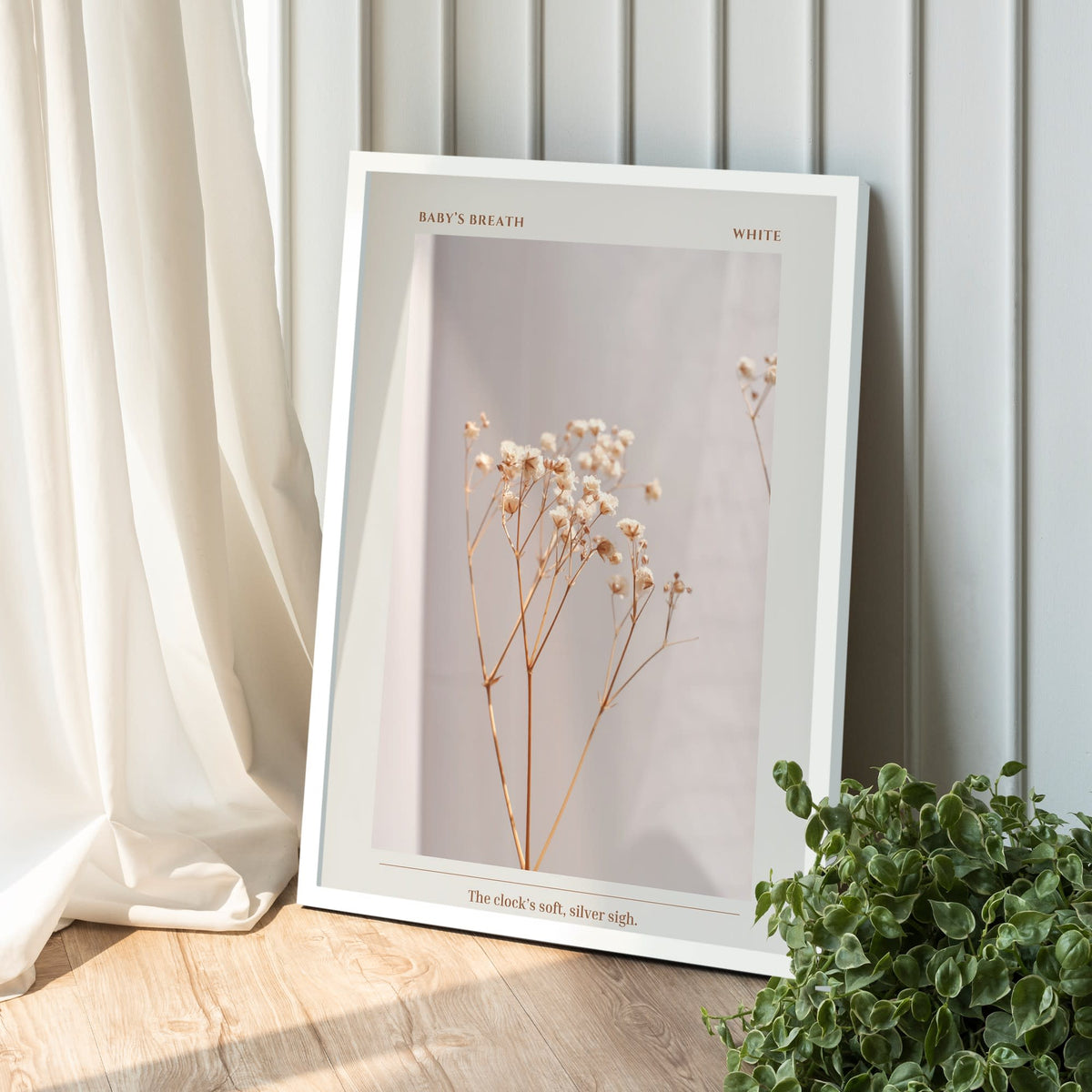 Baby's Breath