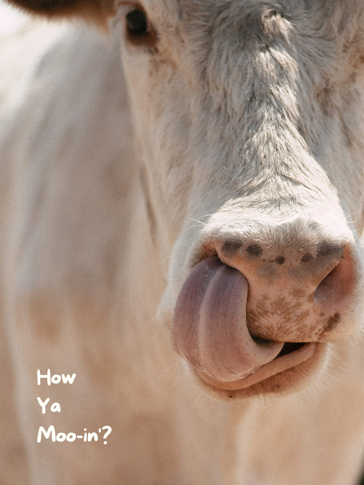 What's You Mooing