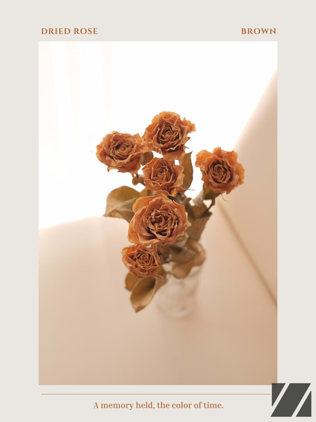 Dried Rose