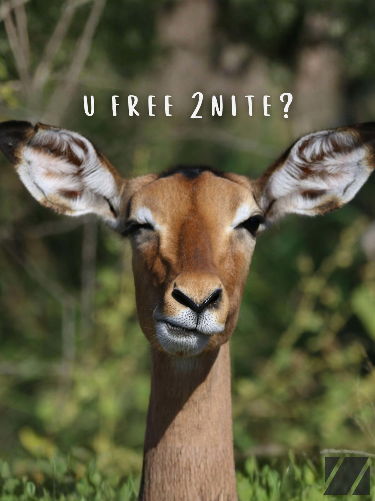 Flirty Deer