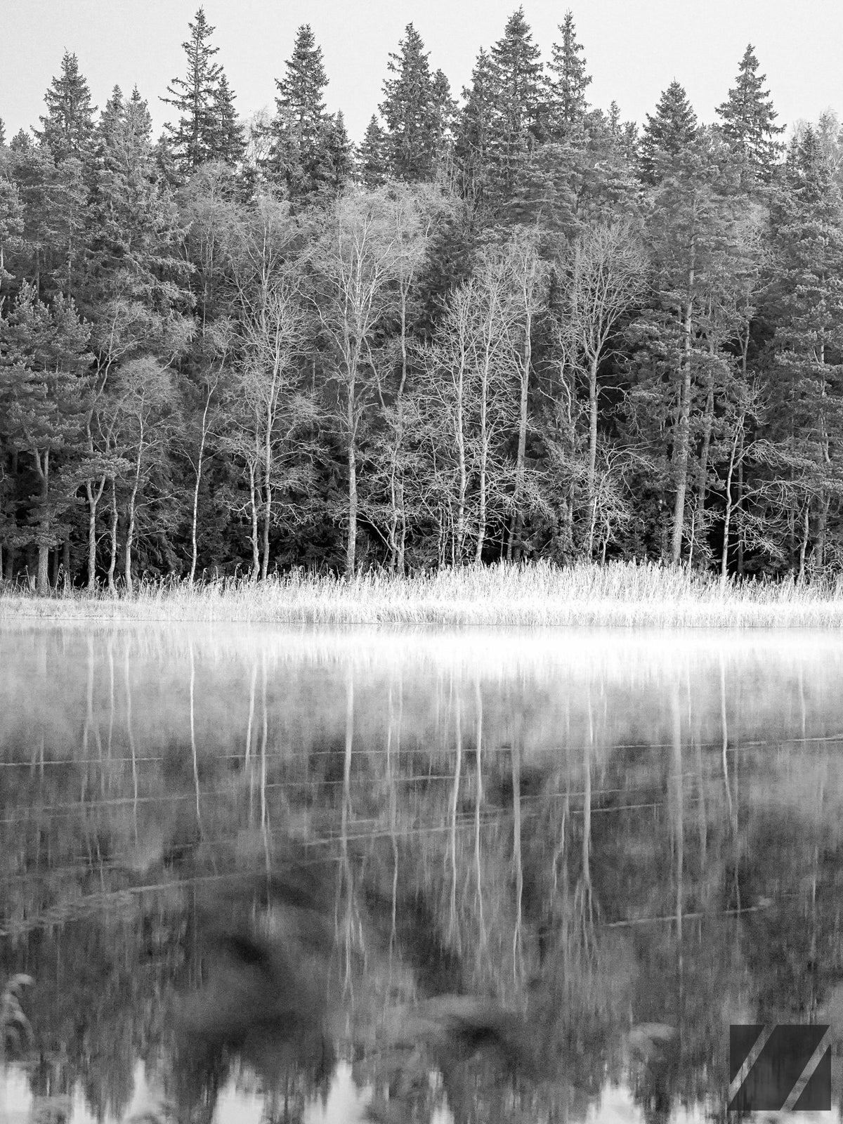 Foggy Forest