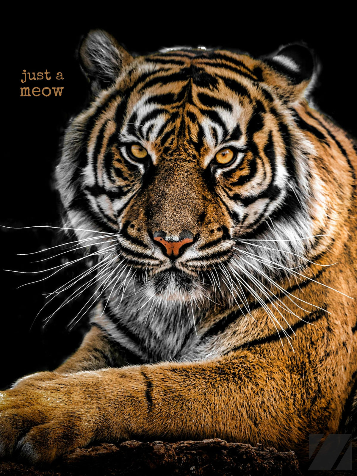 Funny Tiger