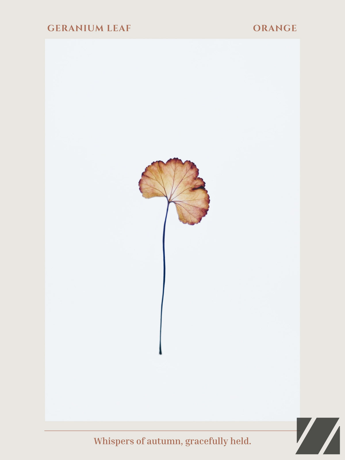 Geranium