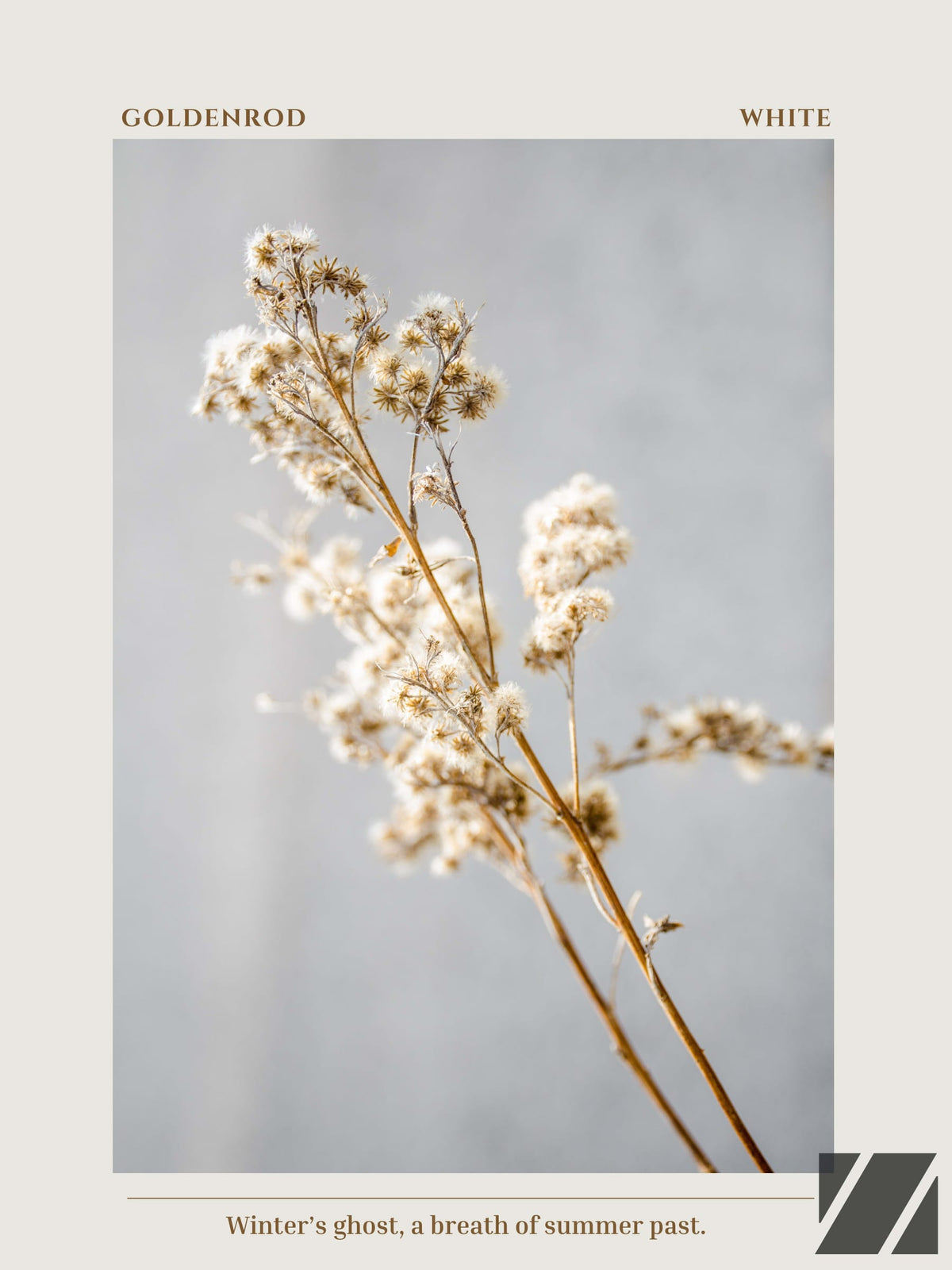 Goldenrod