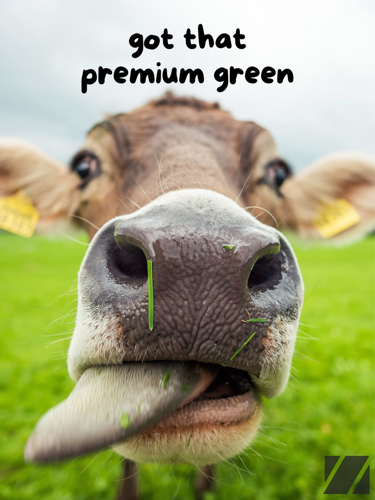 High Cow