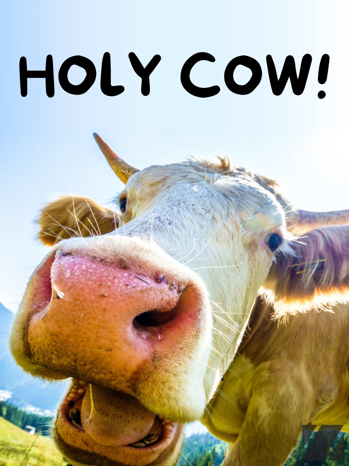 Holy Cow!
