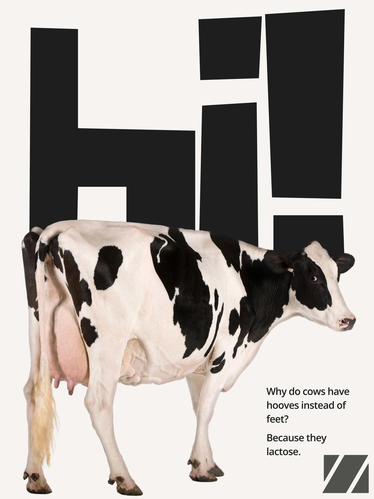 Joking Cow