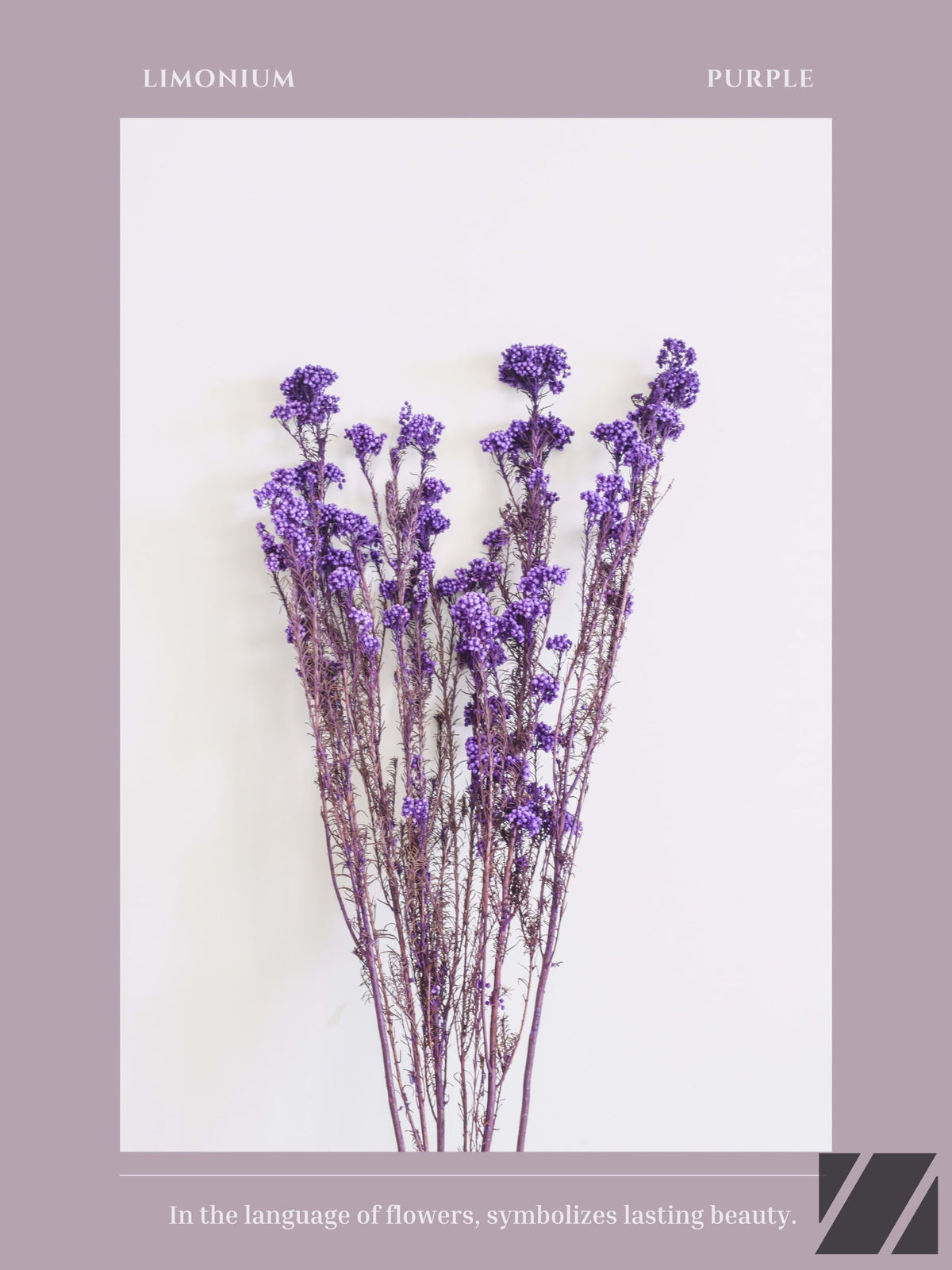 Limonium