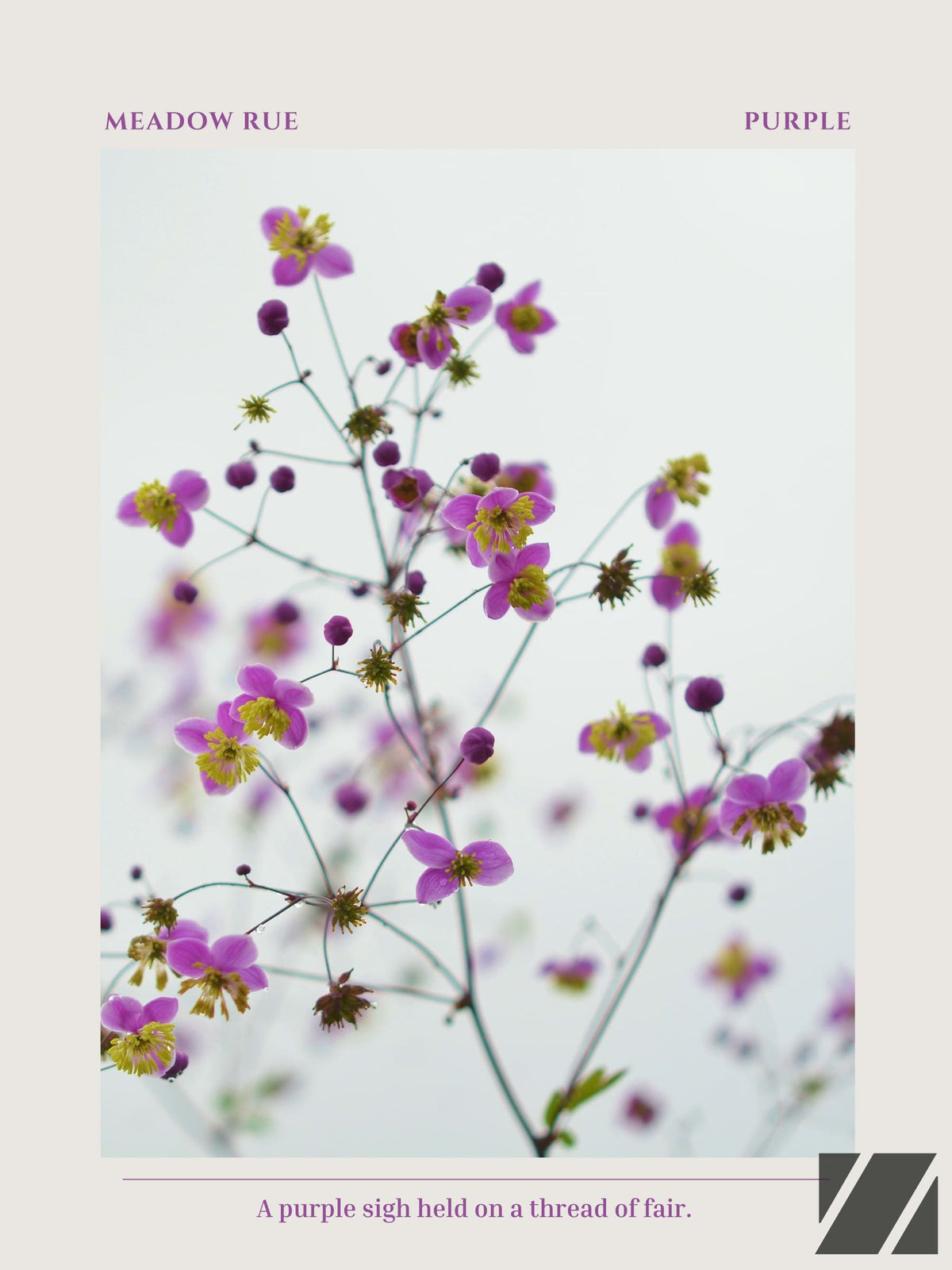 Meadow Rue