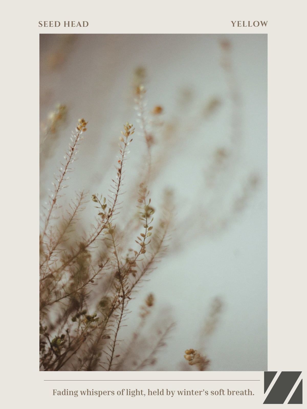 Seedhead