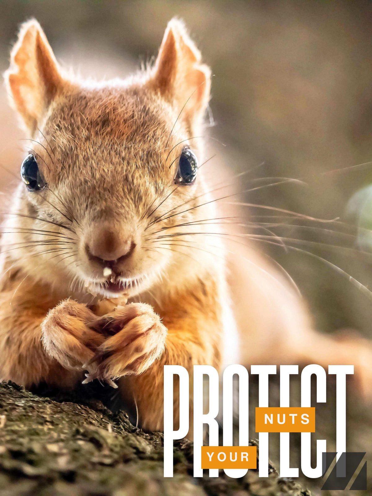 Squirrel Protect Your Nuts