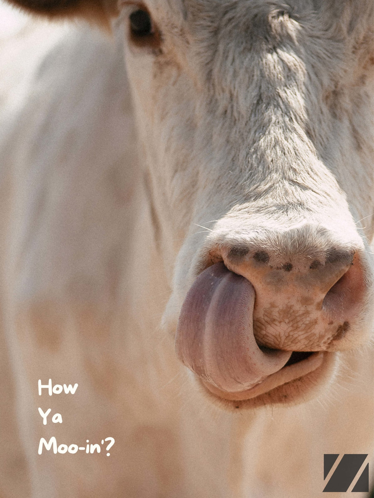 What's You Mooing